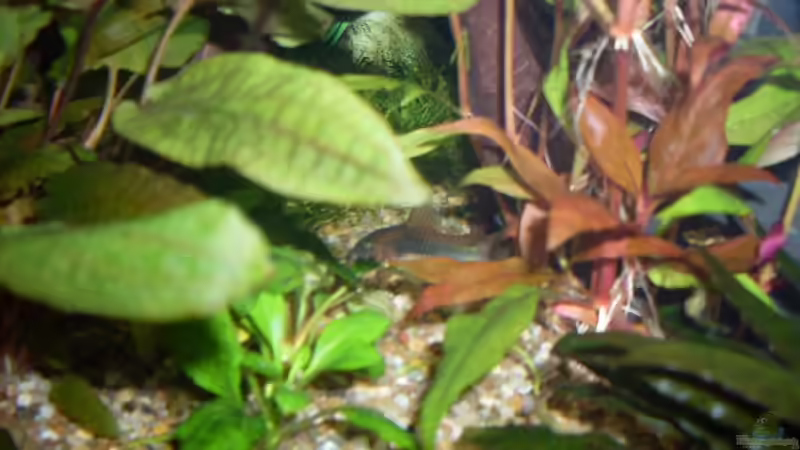 Mettalpanzerwels von AQ Nano (20)