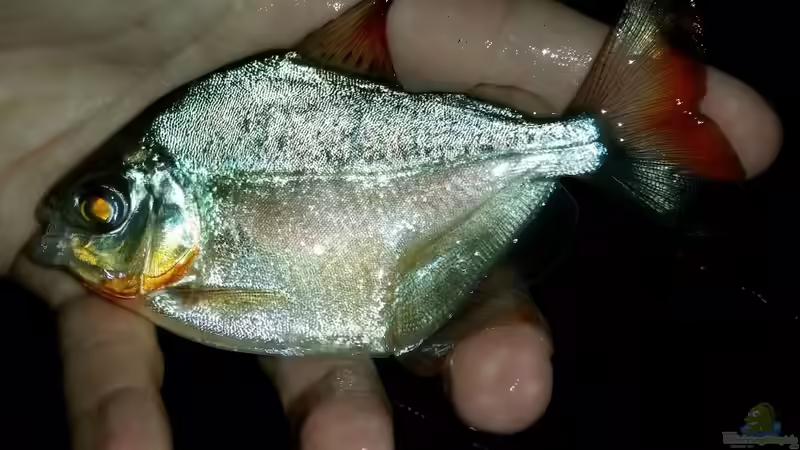 Metynnis altidorsalis Männchen von David S. (4)