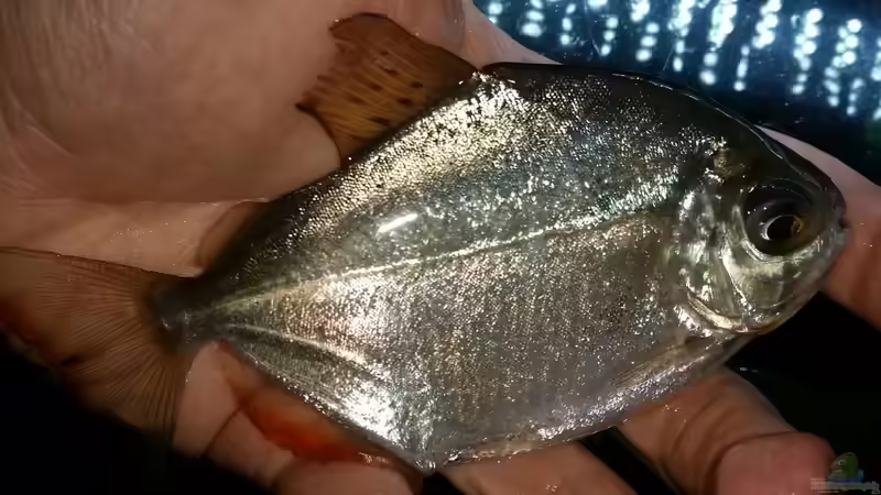 Aquarien mit Metynnis altidorsalis (Dickkopf-Scheibensalmler)