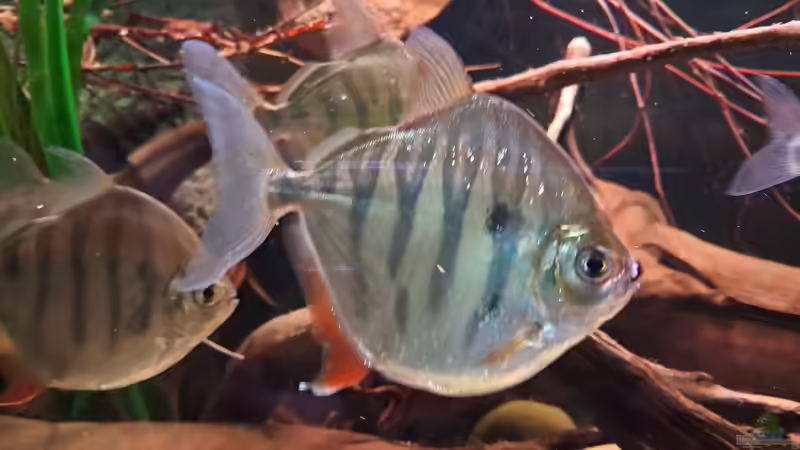 Metynnis fasciatus, ca. 14 cm von Agua viva (23)