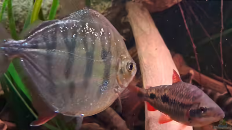 Metynnis fasciatus, ca. 14 cm von Agua viva (24)