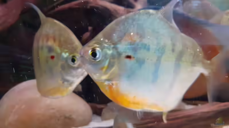 Metynnis fasciatus, ca. 14 cm von Agua viva (25)