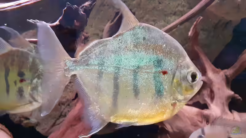 Metynnis fasciatus von Agua viva (8)