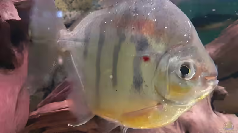 Aquarien mit Metynnis fasciatus (Gestreifter Scheibensalmler)