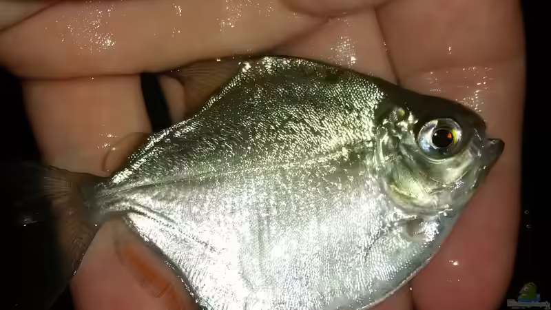 Metynnis juvenil (altidorsalis oder hypsauchen) von David S. (6)