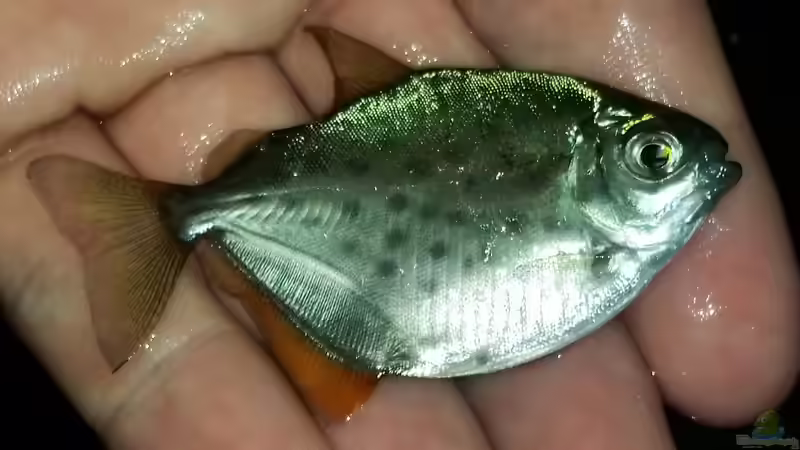 Metynnis maculatus von David S. (7)