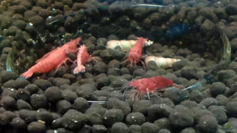 Meute beim Füttern von Kai M (25)