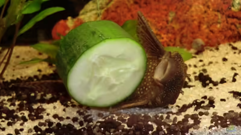 Mhh Gurke (alte Einrichtung) von Morten (17)