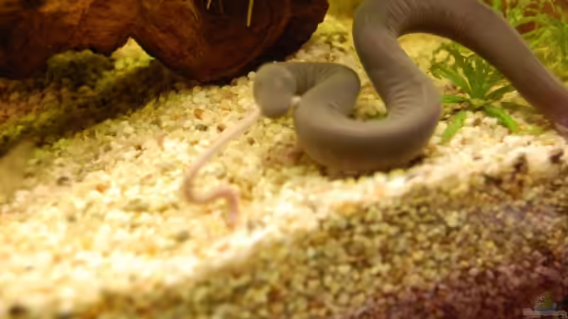 Mhh lecker Regenwurm von Dennis (20)