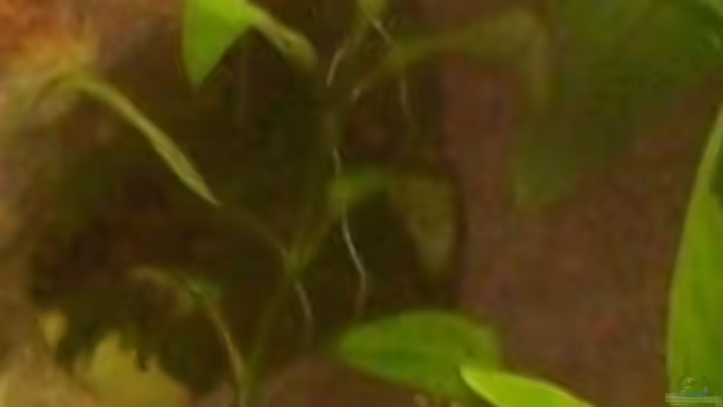 Mhhh haben wir von meinem Freund seinen Bruder bekommen wissen leider nicht wie sie von Kerstin Zänker (8)