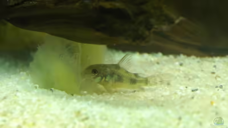 Mhhh Lecker Gurke! von Johannes B. (6)