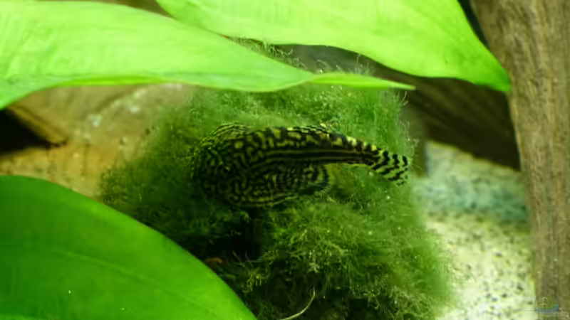 Mit Mooskugel das Aquarium dekorieren (Einrichtungsbeispiele mit Cladophora aegagrophila)