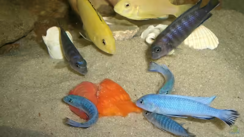 Mhmmm, Tomate und Paprika von P.K. (16)