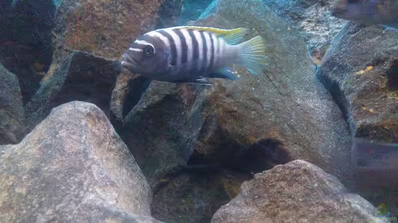 Mhpanga-Bock von Alex1981 (13)