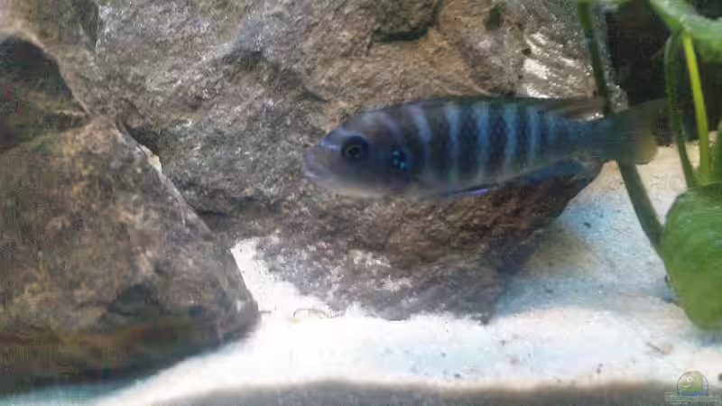 Mhpanga-Weibchen,wers erkennen kann mit Eiern im Maul:) von Alex1981 (11)