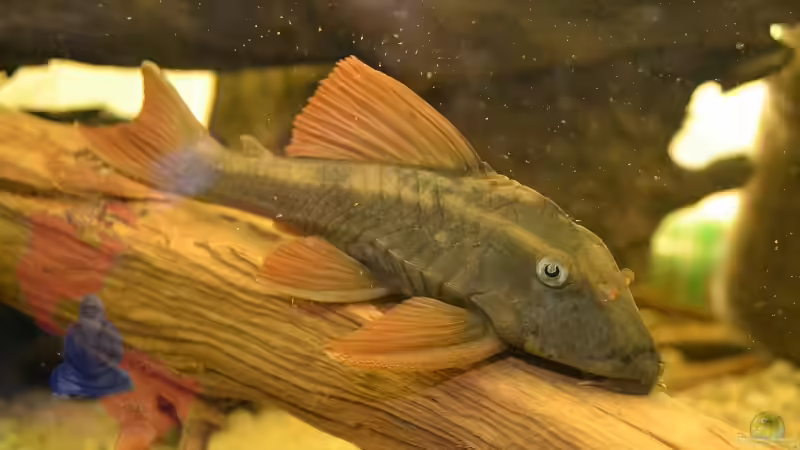 Mich@ on Tour: Ein Besuch bei OF Aquaristik