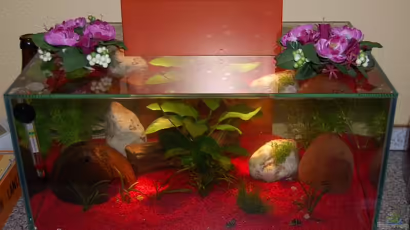 Micha`s Fluval Edge von Michael`s Edge (1)