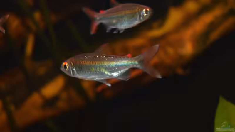 Micralestes sp. WF Kamerun von David Breuers (19)