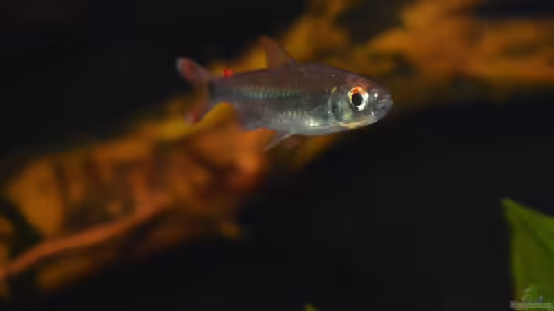 Micralestes sp. WF Kamerun von David Breuers (20)