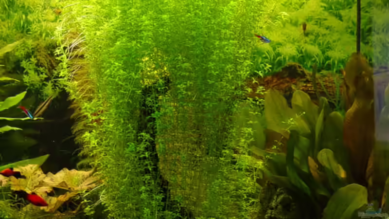 Micranthemum micranthemoides extrem groß gewurden  von kleintommy (13)