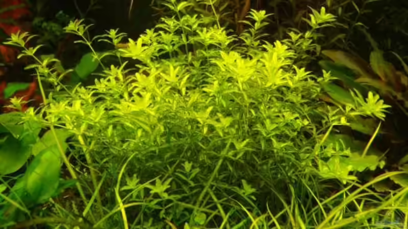 Micranthemum micranthemoides von DPGCidol (15)