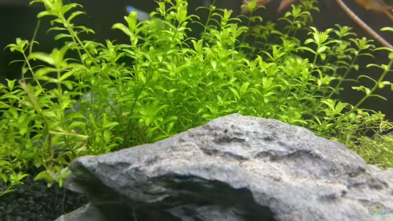 Micranthemum micranthemoides von Ichigo (34)