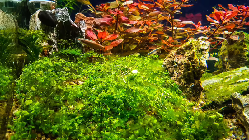 Micranthemum Monte Carlo von TommyR (21)