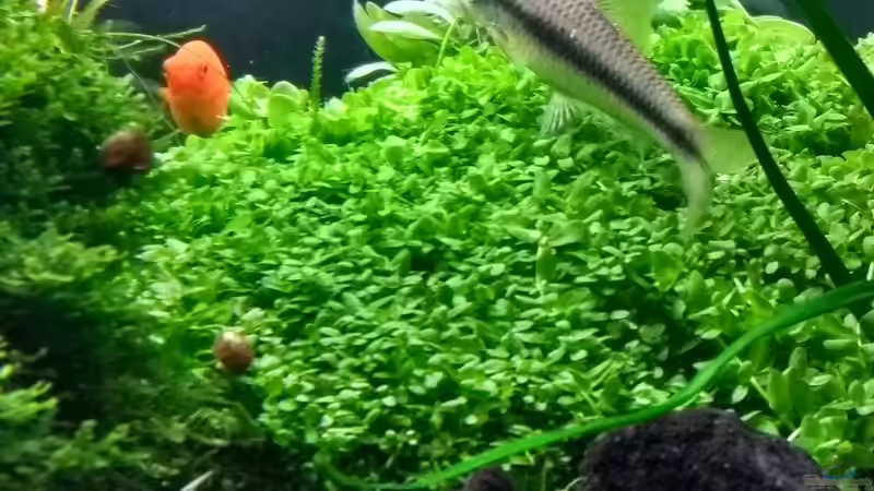 Micranthemum sp. ´Montecarlo´ 17.03.2018 von C-NA (20)