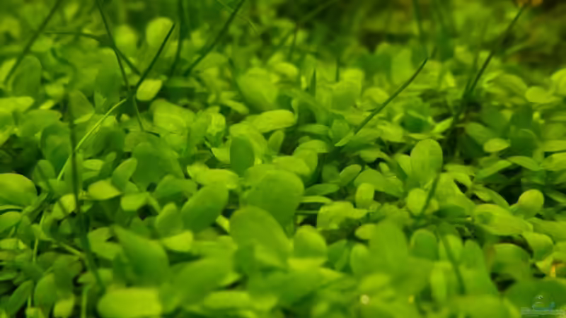 Micranthemum sp. Montecarlo von YoshiMaus (11)