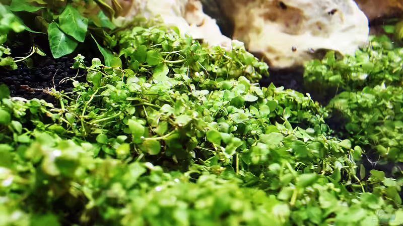 Micranthemum species ´Monte Carlo´ von Sarah_Schneider (12)