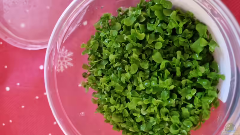 Micranthemum Tweediei  Montecarlo-3 in Vitro  XL von Peter Peter (66)