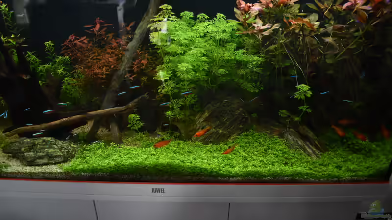 Micranthemum Tweediei gedeiht Sehr gut  von Peter Peter (72)