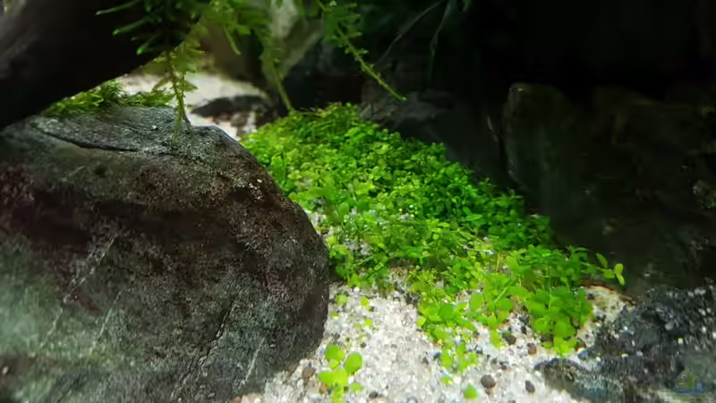 Micranthemum tweediei von YoshiMaus (20)