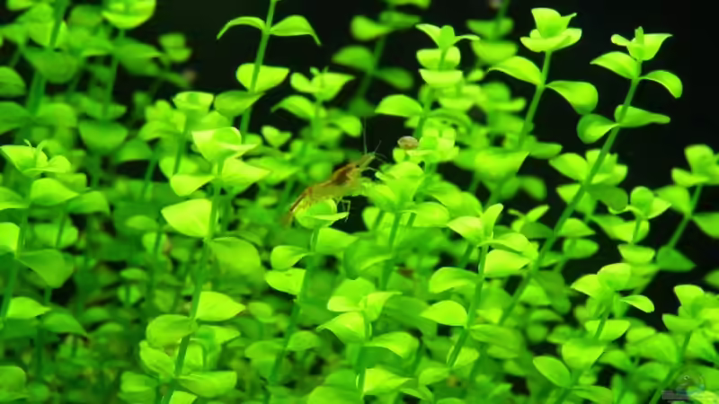 Micranthemum umbrossum von redcherry (4)