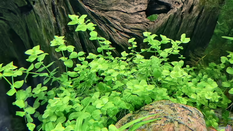 Micranthemum umbrosum - Rundblättriges Perlenkraut von Piscis (17)