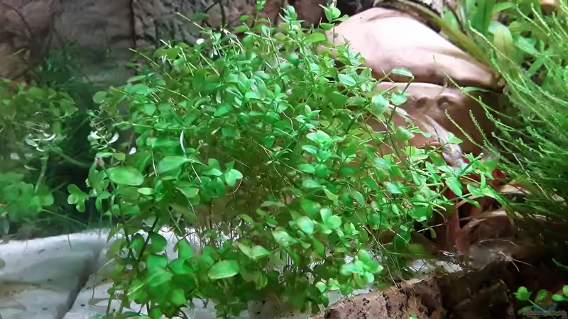 Micranthemum umbrosum nach einem ´Haarschnitt´  von Bessey (12)