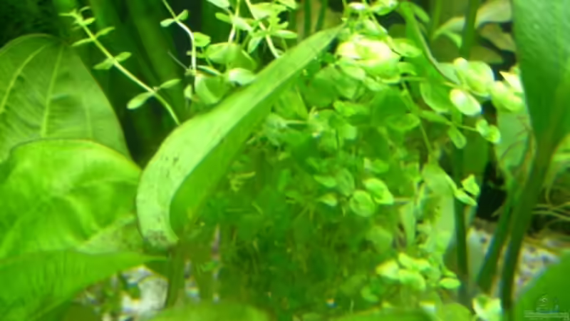 Micranthemum umbrosum von Alexander Eckel (13)