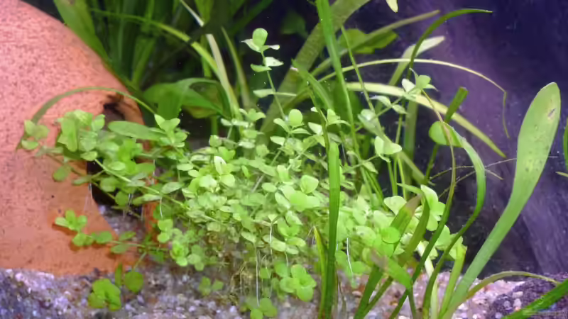 Micranthemum umbrosum von Deino (13)