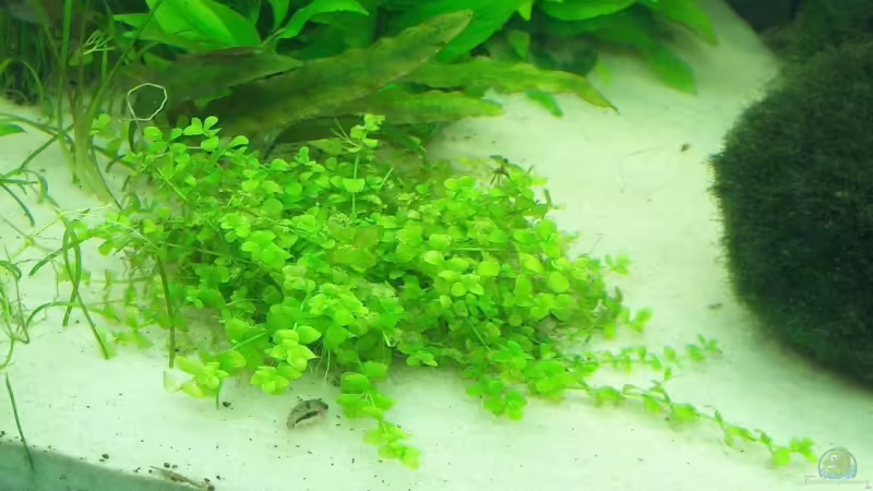 Micranthemum umbrosum von Der Siems (19)