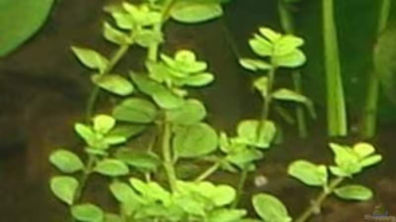 Micranthemum umbrosum von Harald Charzinski (13)