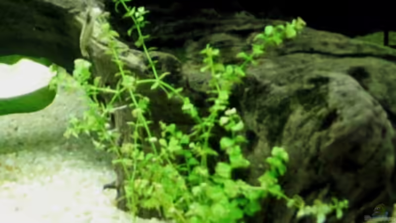 Micranthemum umbrosum von Monika Maier (6)