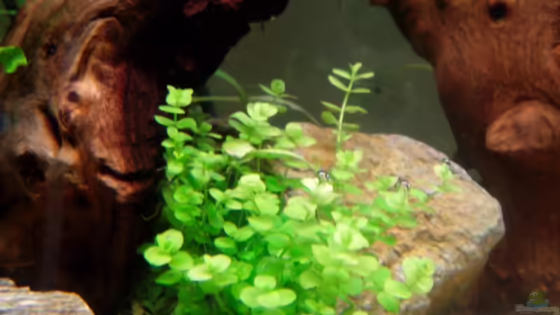 Micranthemum umbrosum von Neulinger (8)