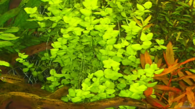 Micranthemum umrosum von Gunnar Otte (20)