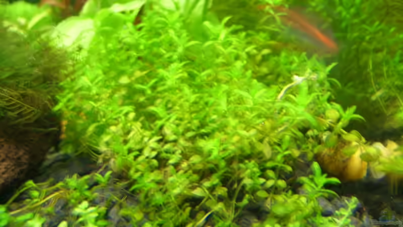 Micranthenum micranthemoides von Michael J. (4)