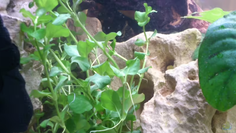 Micranthernum von Alsi (32)