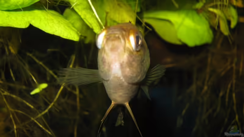 Microctenopoma ansorgii von Misanthrop (9)