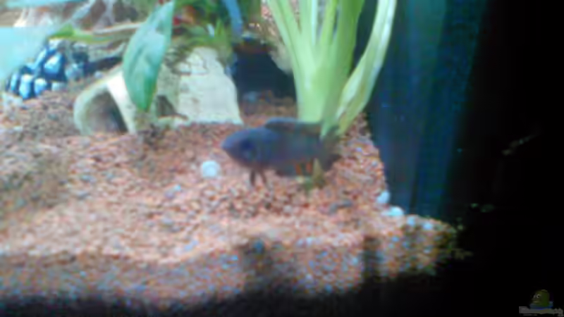 Microctenopoma ansorgii Weibchen von Aquaristricks (19)