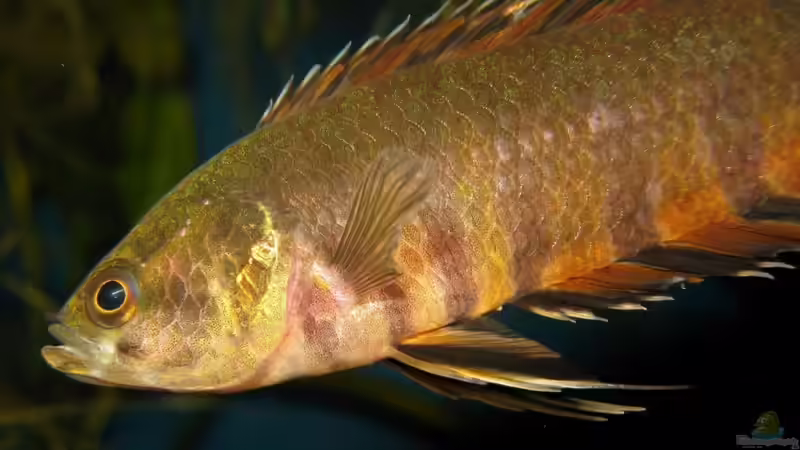 Aquarien mit Microctenopoma ansorgii (Orange-Buschfisch)