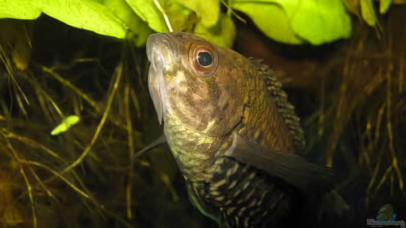 Microctenopoma fasciolatum von Misanthrop (13)