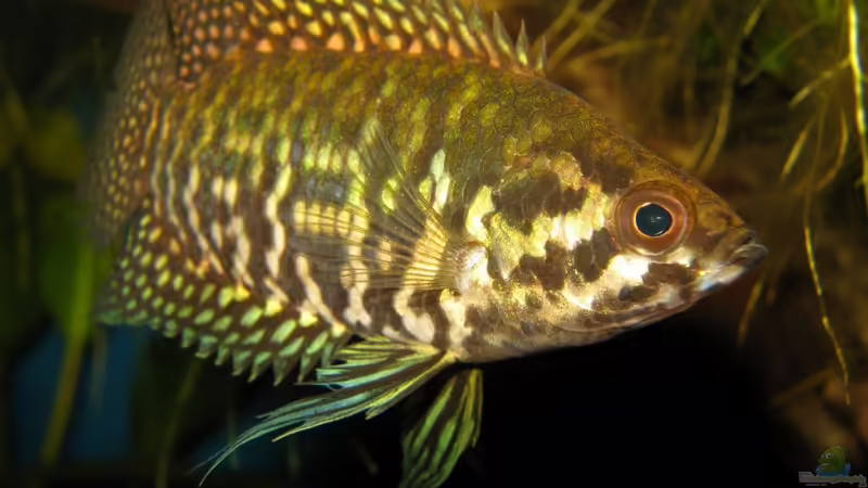 Ctenopoma fasciolatum im Aquarium halten (Einrichtungsbeispiele für Gebänderter Buschfisch)